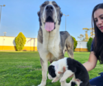 Small breeder photo