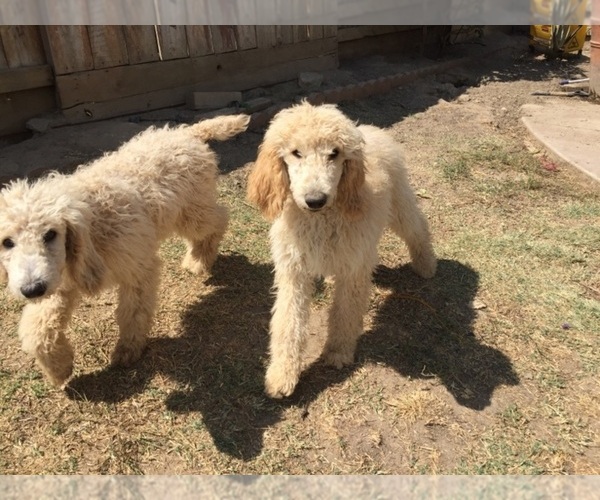 Medium Photo #1  Breeder Profile in CERES, CA, USA