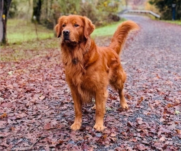 Medium Photo #5  Breeder Profile in AUMSVILLE, OR, USA