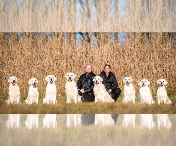 Medium Photo #1  Breeder Profile in Per, Gyor-Moson-Sopron, Hungary
