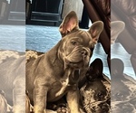 Small #41 Breeder Profile image