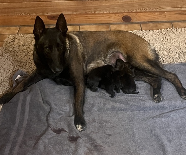 Medium Photo #1  Breeder Profile in BURNINGTOWN, NC, USA
