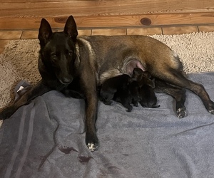 Medium Breeder Profile Photo