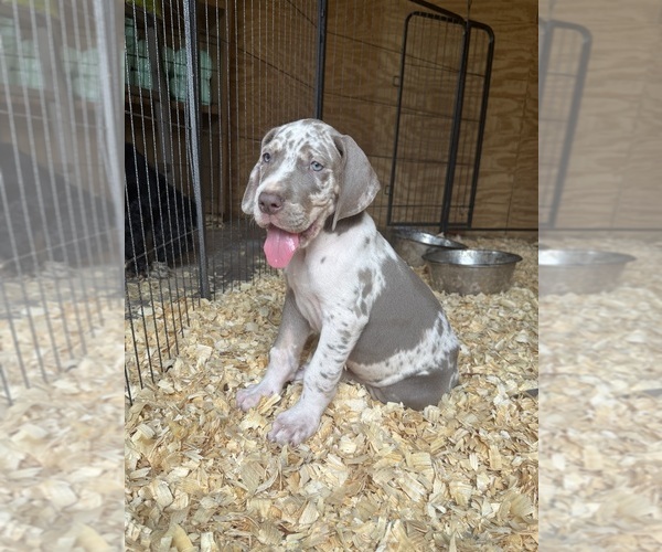 Medium Photo #1  Breeder Profile in HALLETTSVILLE, TX, USA