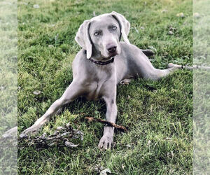 Weimaraner Dog Breeder near CLARION, PA, USA