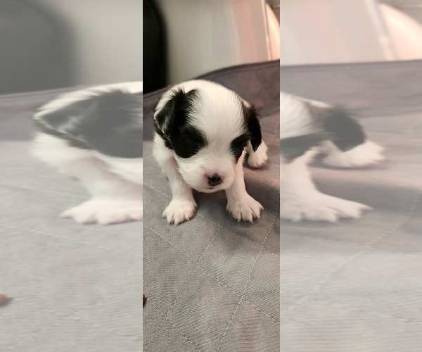 Medium Photo #1  Breeder Profile in JACKSONVILLE, FL, USA