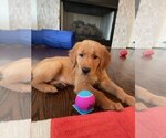 Small #33 Breeder Profile image