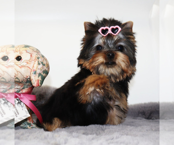 Medium Photo #1  Breeder Profile in LOS ANGELES, CA, USA