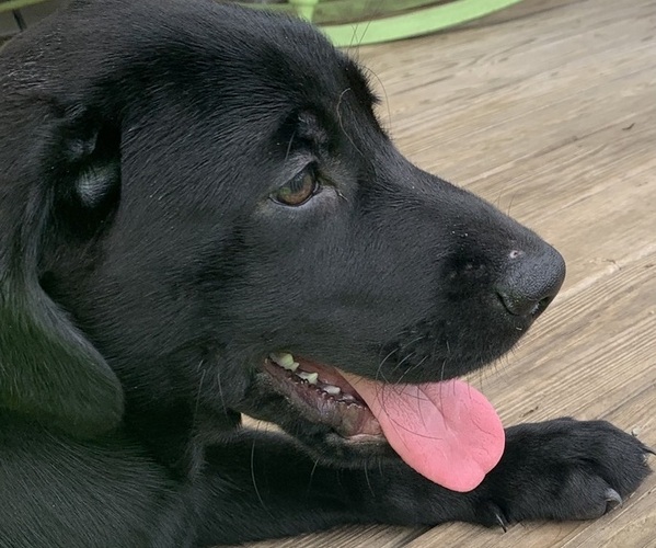Medium Photo #5  Breeder Profile in SPOTSYLVANIA, VA, USA