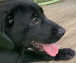 Small #4 Breeder Profile image