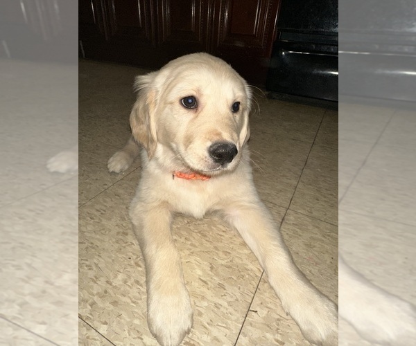 Medium Photo #3  Breeder Profile in EAST ELMHURST, NY, USA