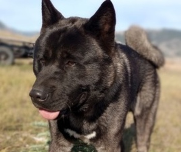 Medium Photo #1  Breeder Profile in LIVINGSTON, MT, USA