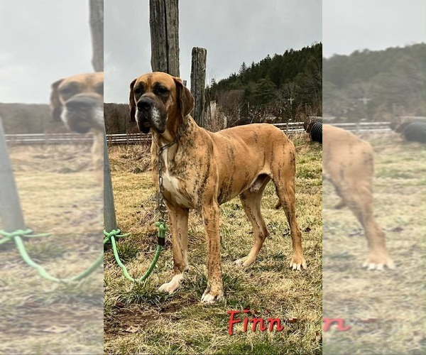 Medium Photo #18  Breeder Profile in HALLETTSVILLE, TX, USA