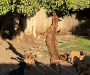 Rhodesian Ridgeback Dog Breeder near FRESNO, CA, US