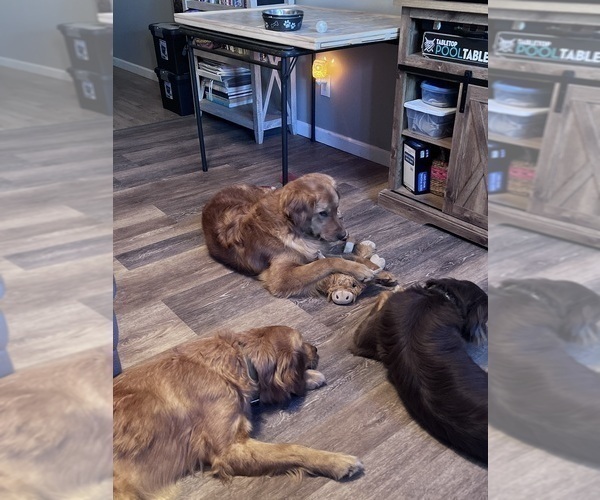Medium Photo #60  Breeder Profile in HARRISON, OH, USA
