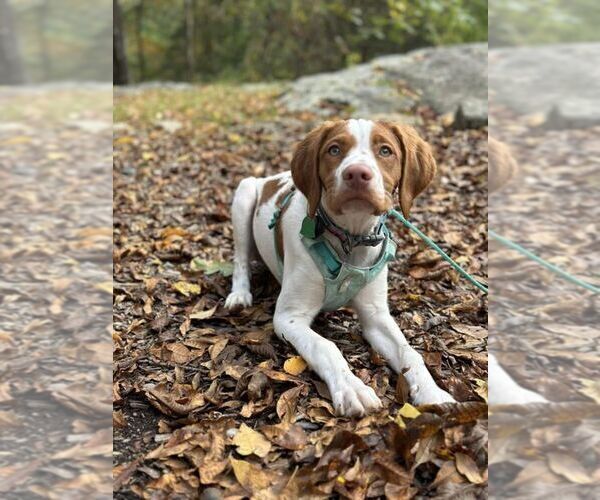 Medium Photo #25  Breeder Profile in HORTENSE, GA, USA