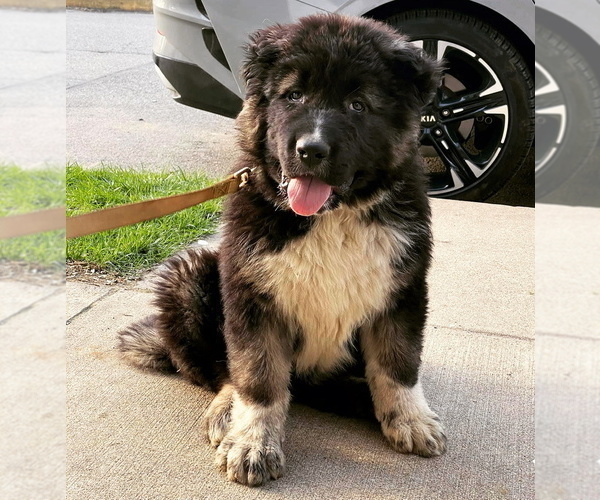 Medium Photo #8  Breeder Profile in TWINING, MI, USA