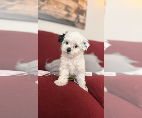 Medium Photo #3  Breeder Profile in FARMINGTON, MN, USA