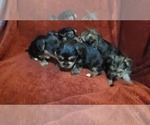 Small #292 Breeder Profile image