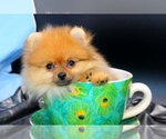 Small #19 Breeder Profile image
