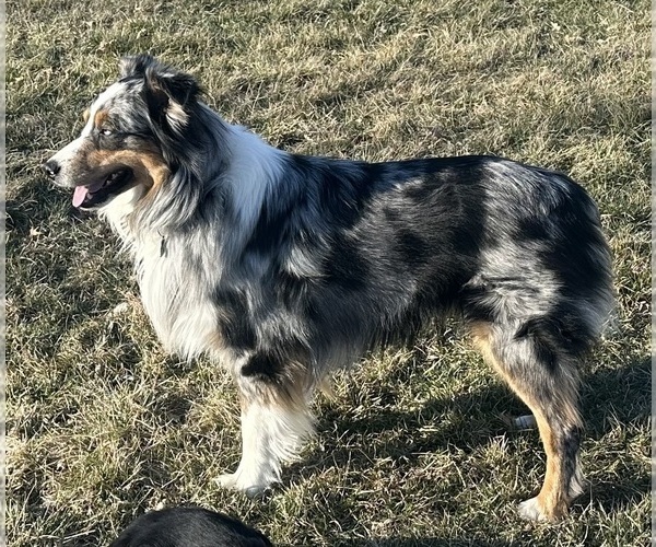 Medium Photo #4  Breeder Profile in WELLINGTON, MO, USA