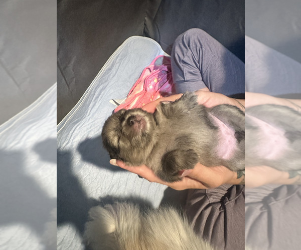 Medium Photo #6  Breeder Profile in SPRINGFIELD, MO, USA