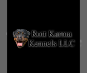 Main photo of Rottweiler Dog Breeder near COLCHESTER, CT, USA