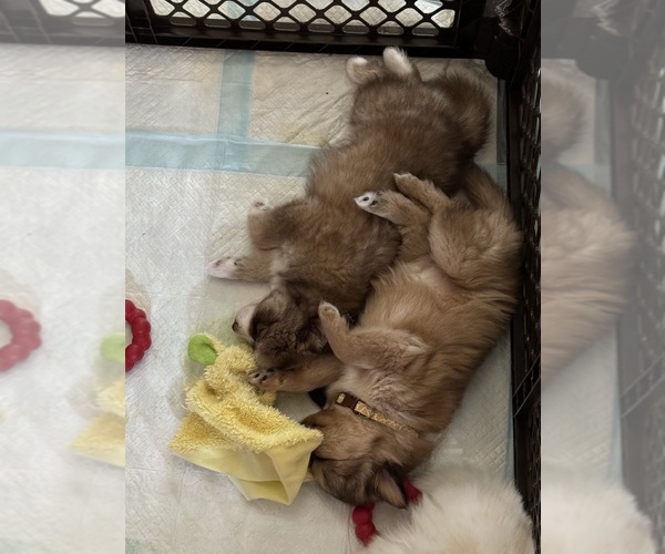 Medium Photo #9  Breeder Profile in ROYSE CITY, TX, USA