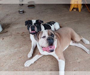American Bulldog Dog Breeder near FLORENCE, MS, USA