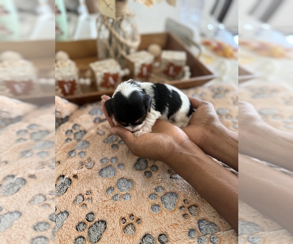 Medium Photo #6  Breeder Profile in MIDLAND, GA, USA