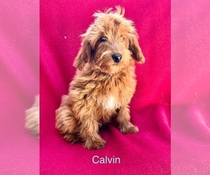Goldendoodle Dog Breeder in BROOKSVILLE,  USA