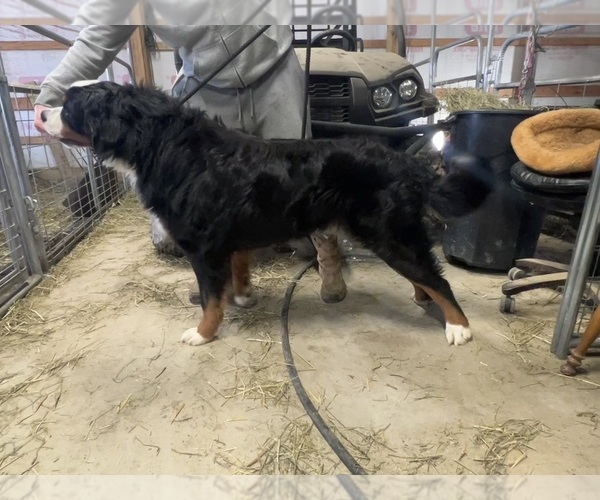 Medium Photo #3  Breeder Profile in LEBANON, OH, USA