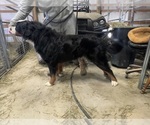 Small #2 Breeder Profile image