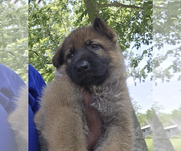 Medium Photo #1  Breeder Profile in MISSOURI CITY, TX, USA