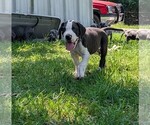 Small Photo #20  Breeder Profile in WALNUT GROVE, MO, USA