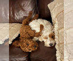 Small #22 Breeder Profile image