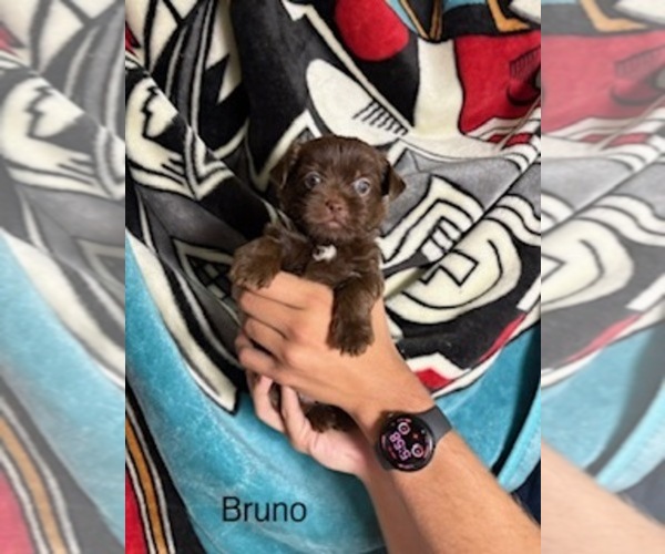 Medium Photo #54  Breeder Profile in SCOTTSDALE, AZ, USA