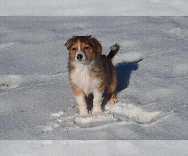 Medium Photo #17  Breeder Profile in PARIS, MI, USA