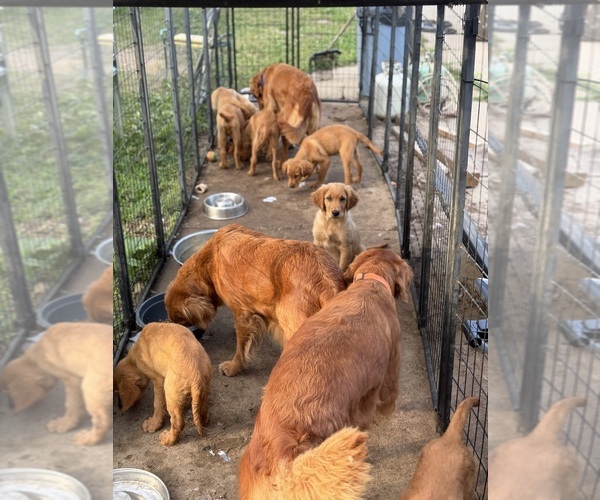 Medium Photo #14  Breeder Profile in FARMINGTON, MN, USA