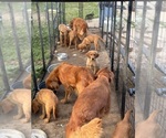 Small #13 Breeder Profile image