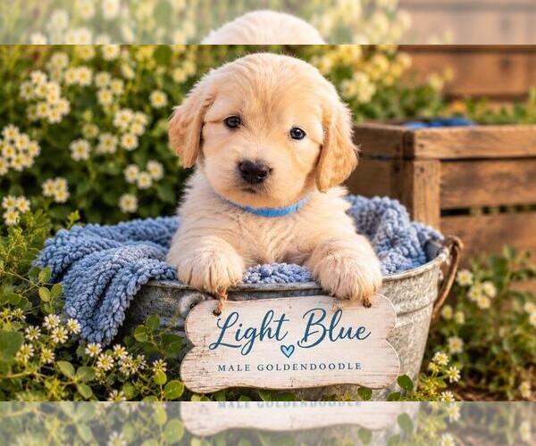 Medium Photo #20  Breeder Profile in MIDDLETOWN, OH, USA