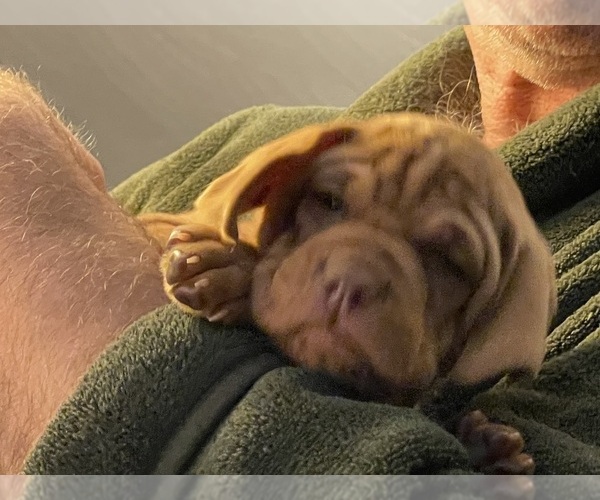 Medium Photo #14  Breeder Profile in GREENFIELD, IA, USA