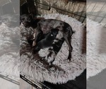 Small #2 Breeder Profile image