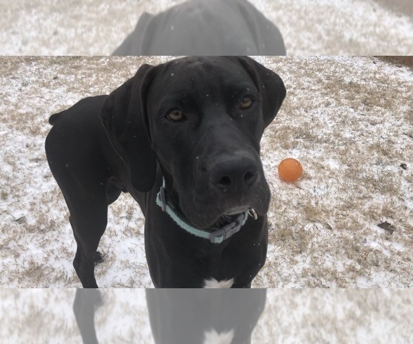 Medium Photo #1  Breeder Profile in GARLAND, TX, USA