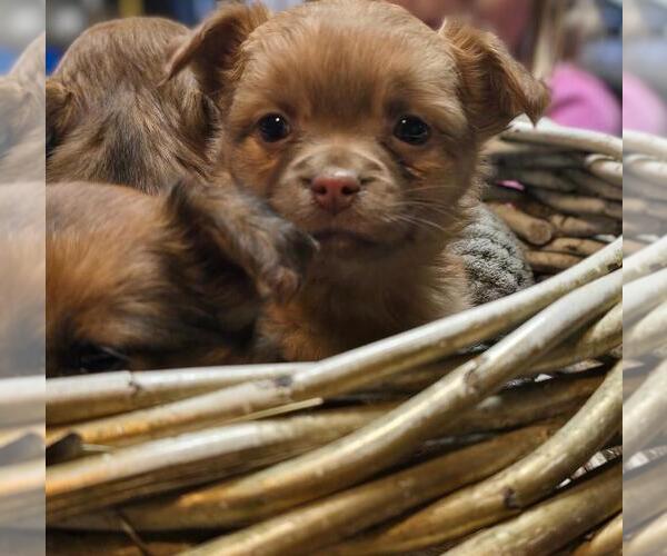 Medium Photo #1  Breeder Profile in WINLOCK, WA, USA