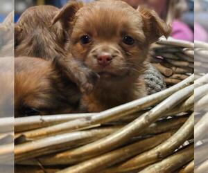 Chilier-Unknown Mix Dog Breeder near WINLOCK, WA, USA