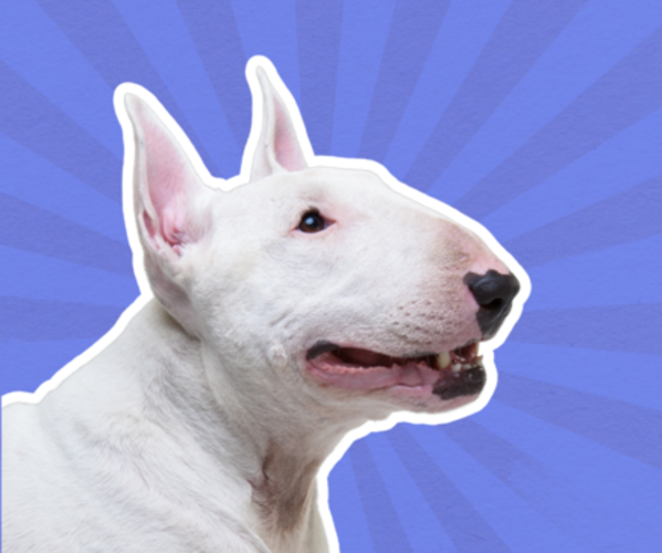 Medium Photo #1  Breeder Profile in OXFORD, NC, USA