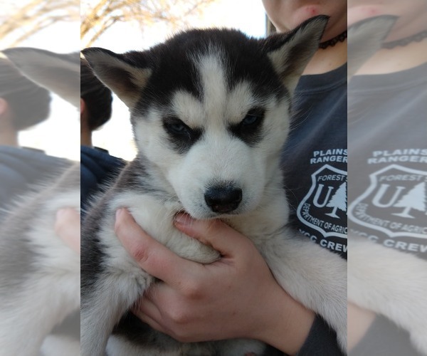 Medium Photo #1  Breeder Profile in PLAINS, MT, USA