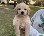 Small Photo #14  Breeder Profile in SAINT AUGUSTINE, FL, USA