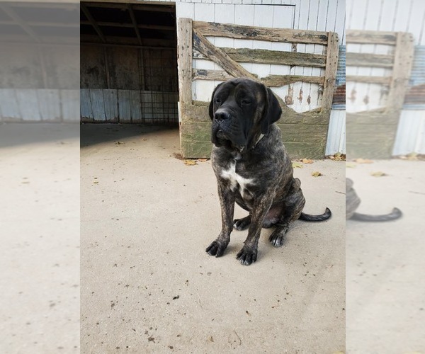 Medium Photo #1  Breeder Profile in ALERT, IN, USA
